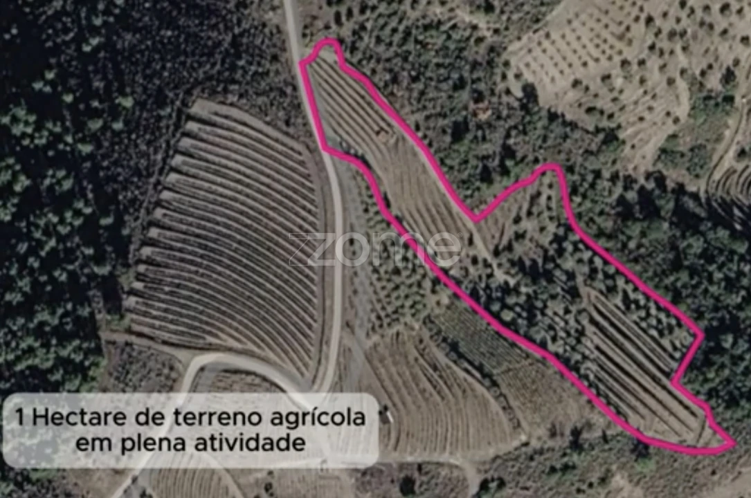 Terreno para Venda em Castanheiro do Sul Foto 13