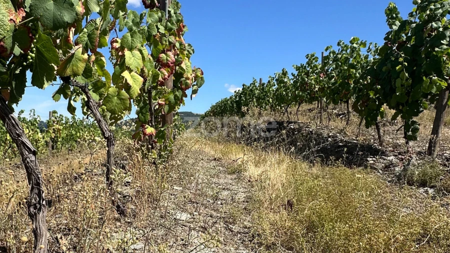 Terreno para Venda em Castanheiro do Sul