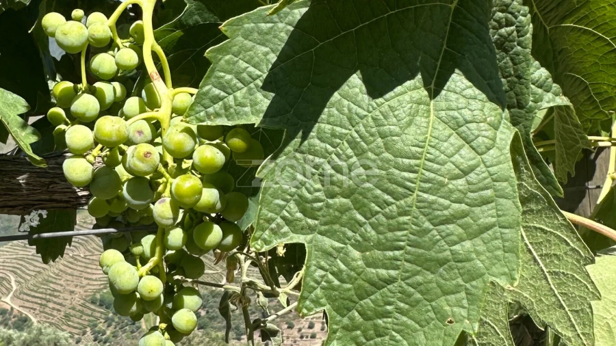 Terreno para Venda em Castanheiro do Sul