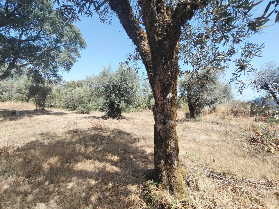 Quinta T3 para Venda em Maçãs de D. Maria Foto 29