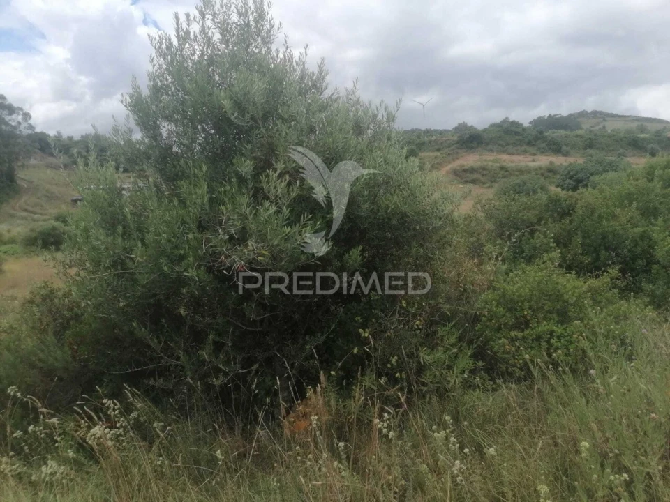 Terreno para Venda em Santo Quintino Foto 16