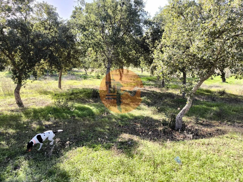 Terreno para Venda em Odeleite Foto 1