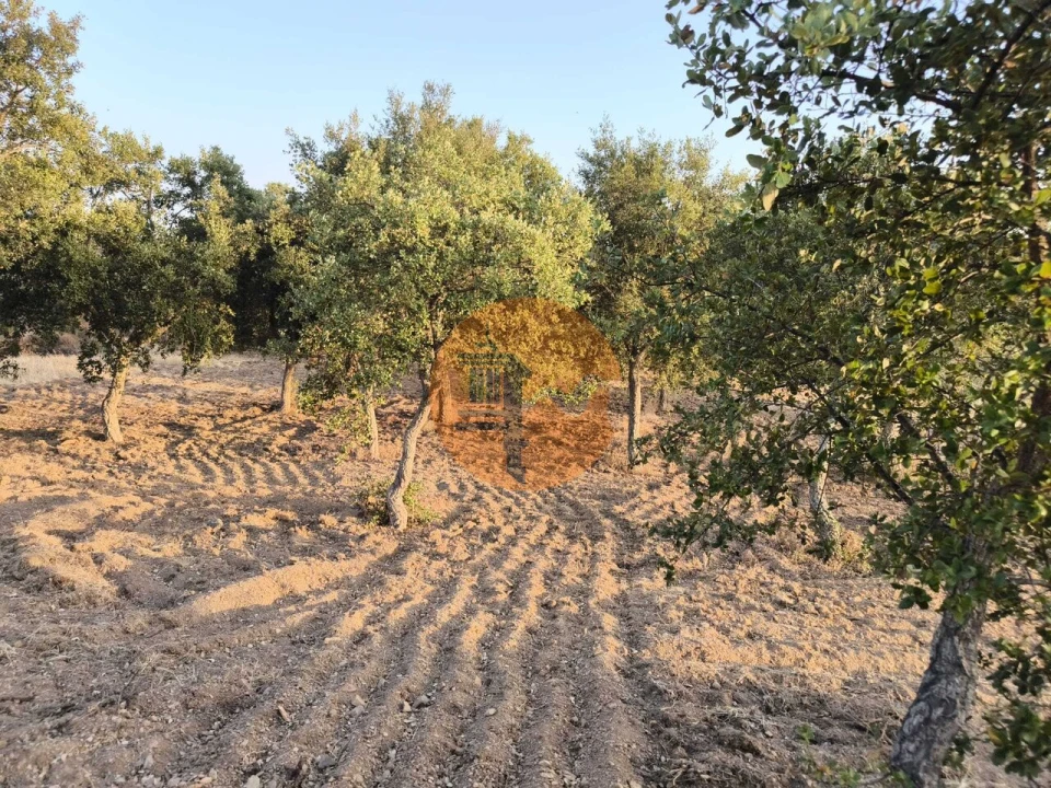Terreno para Venda em Odeleite Foto 6
