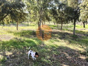 Terreno para Venda em Odeleite