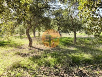 Terreno para Venda em Odeleite