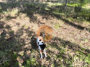 Terreno para Venda em Odeleite