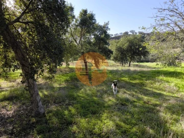 Terreno para Venda em Odeleite