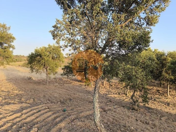 Terreno para Venda em Odeleite