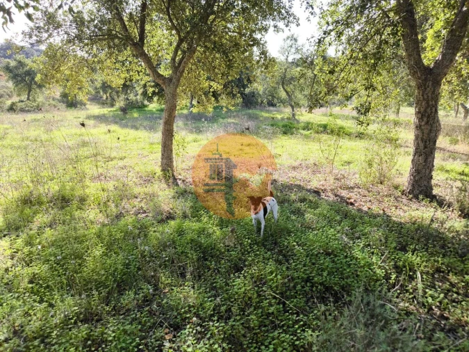 Terreno para Venda em Odeleite Foto 10