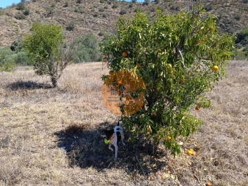 Terreno para Venda em Odeleite