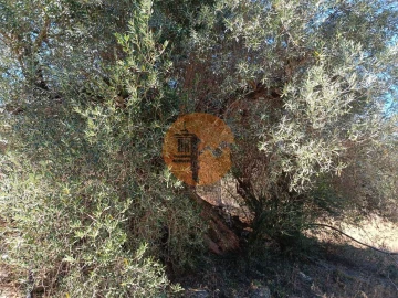Terreno para Venda em Odeleite