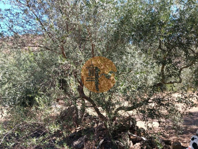 Terreno para Venda em Odeleite Foto 66
