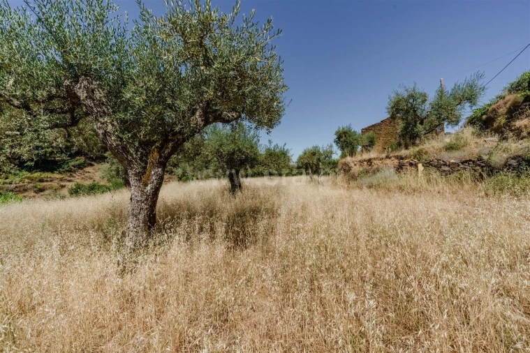 Terreno para Venda em Souto da Casa Foto 10