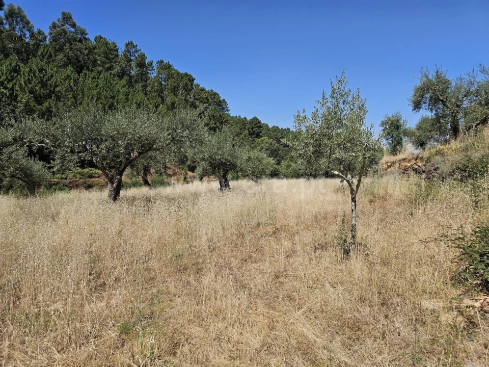 Terreno para Venda em Souto da Casa Foto 8