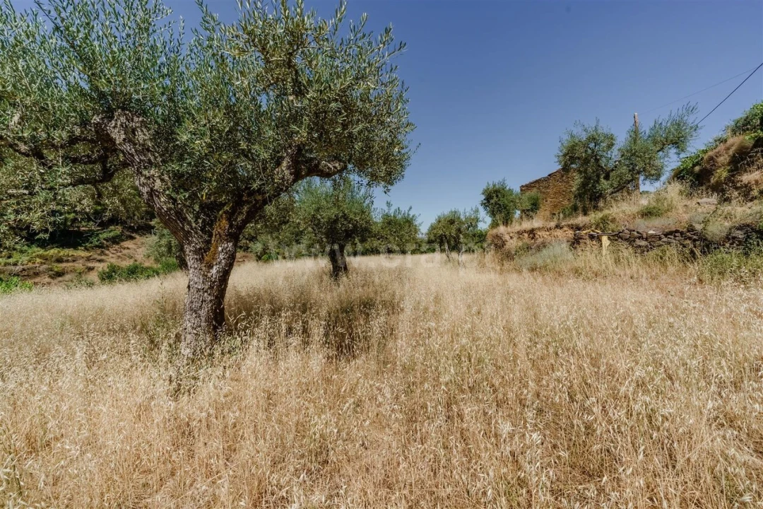 Terreno para Venda em Souto da Casa Foto 10