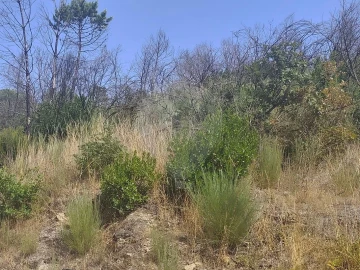 Terreno para Venda em Povoa de Midões