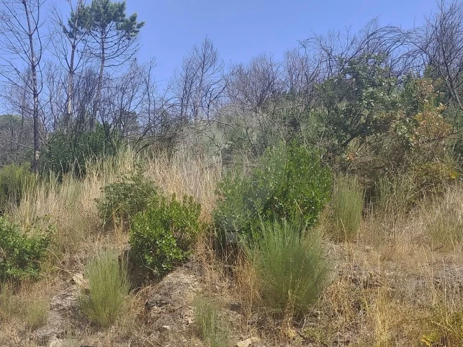 Terreno para Venda em Povoa de Midões Foto 2