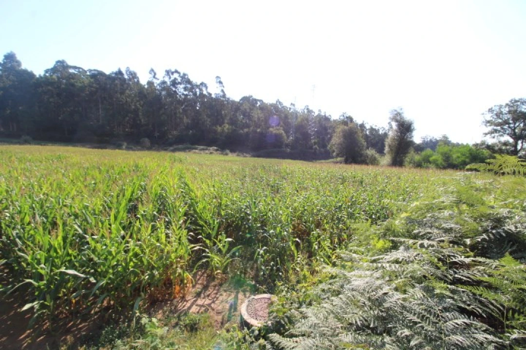 Terreno Agricola ou Rústico para Venda em Palmeira de Faro e Curvos Foto 2