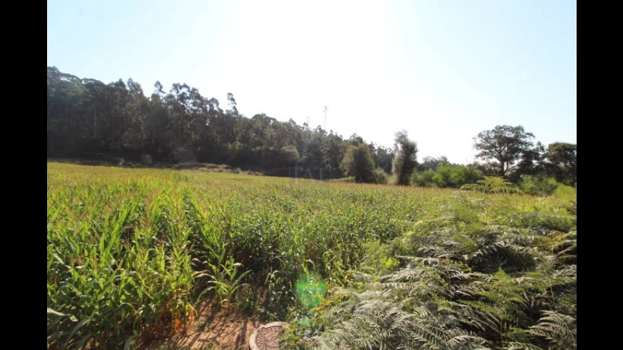 Terreno Agricola ou Rústico para Venda em Palmeira de Faro e Curvos