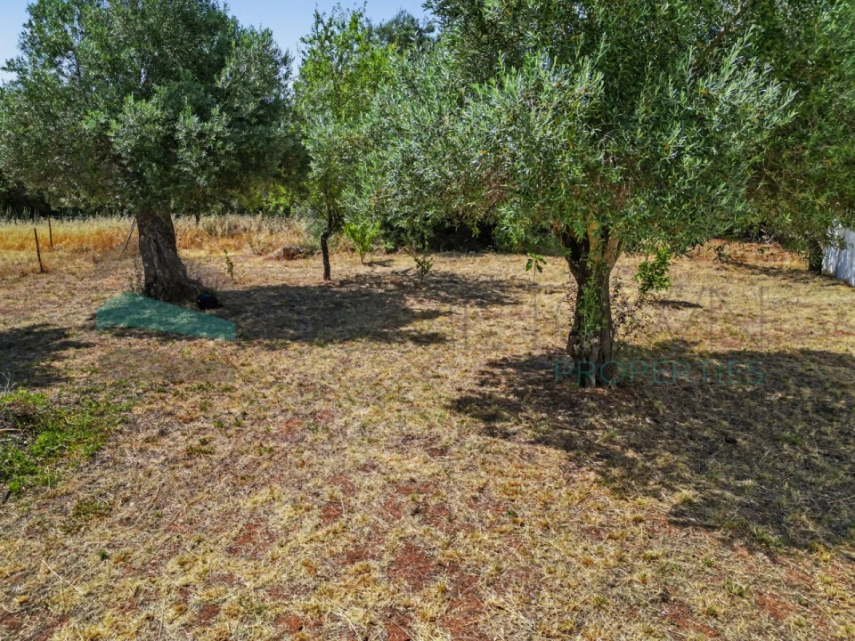 Terreno Agricola ou Rústico para Venda em Salir Foto 8