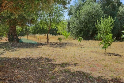 Terreno Agricola ou Rústico para Venda em Salir