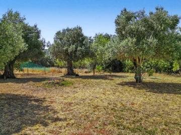 Terreno Agricola ou Rústico para Venda em Salir