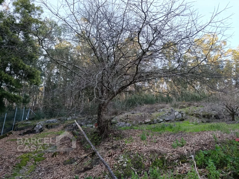 Moradia T1 para Venda em Alheira e Igreja Nova Foto 4