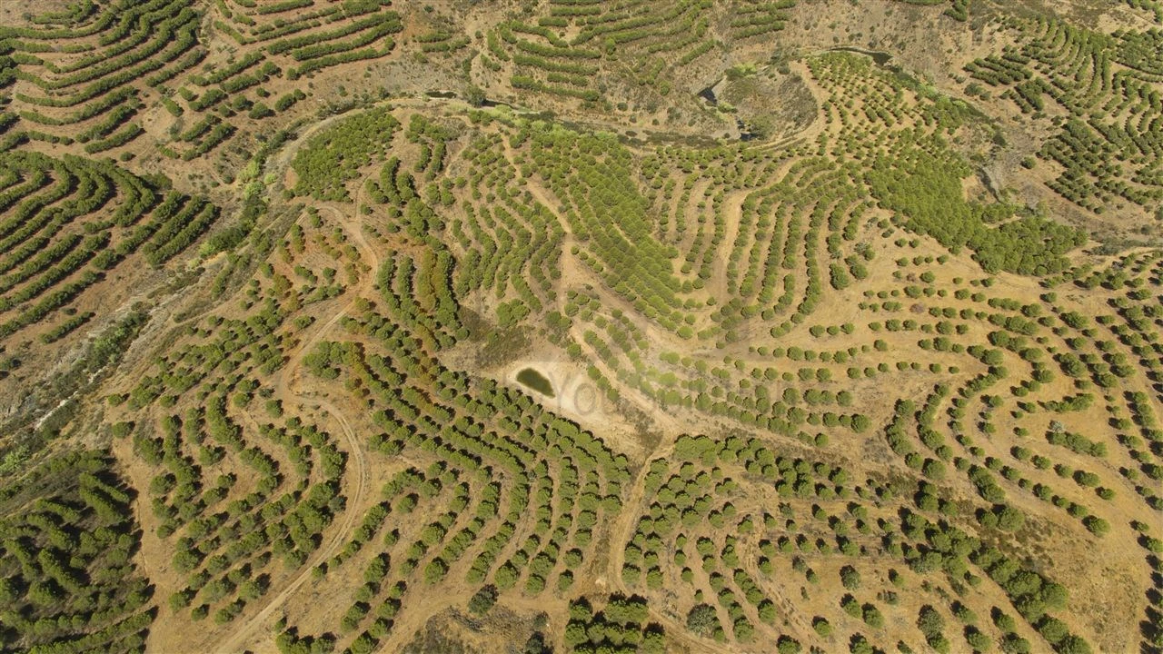 Terreno Agricola ou Rústico para Venda em Vaqueiros Foto 5