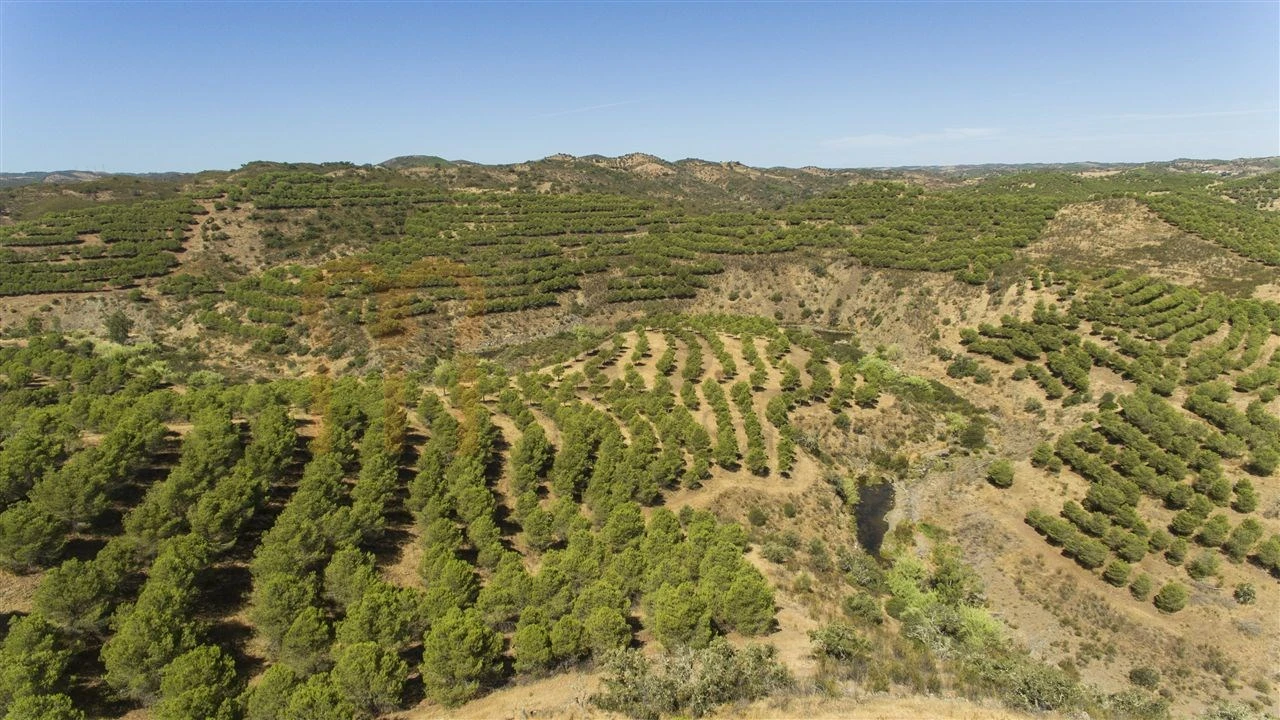 Terreno Agricola ou Rústico para Venda em Vaqueiros Foto 7