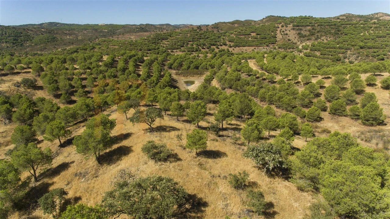 Terreno Agricola ou Rústico para Venda em Vaqueiros Foto 10