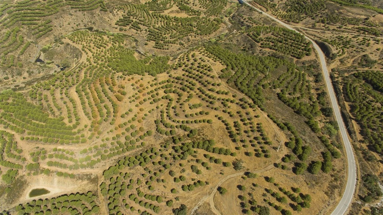 Terreno Agricola ou Rústico para Venda em Vaqueiros Foto 11
