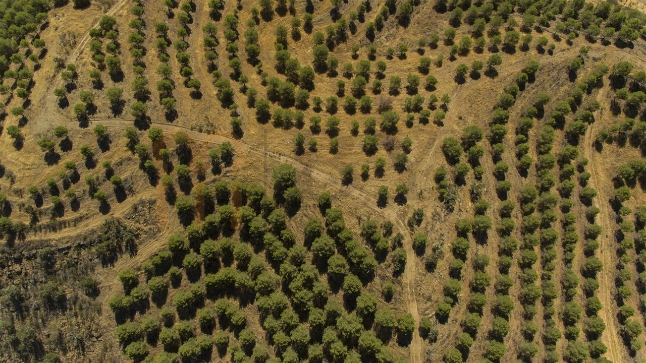 Terreno Agricola ou Rústico para Venda em Vaqueiros Foto 12