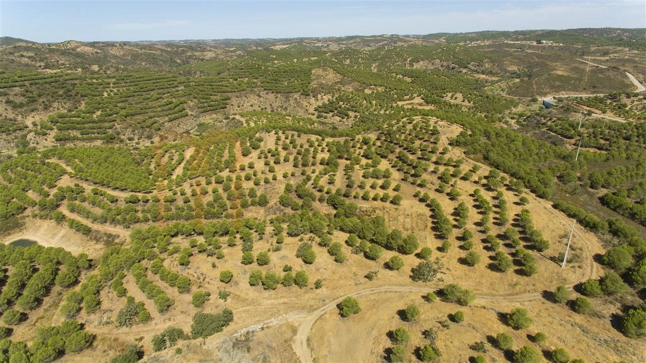 Terreno Agricola ou Rústico para Venda em Vaqueiros Foto 16