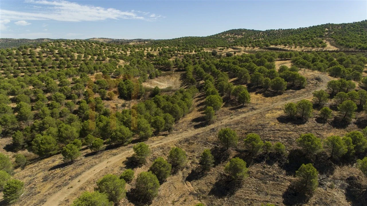 Terreno Agricola ou Rústico para Venda em Vaqueiros Foto 17