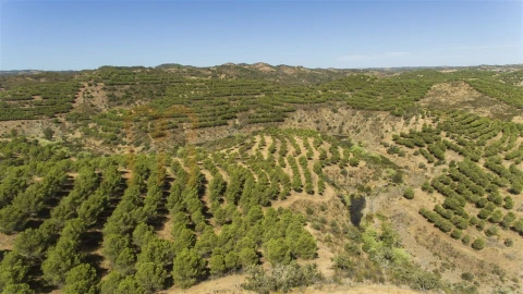 Terreno Agricola ou Rústico para Venda em Vaqueiros