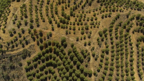 Terreno Agricola ou Rústico para Venda em Vaqueiros