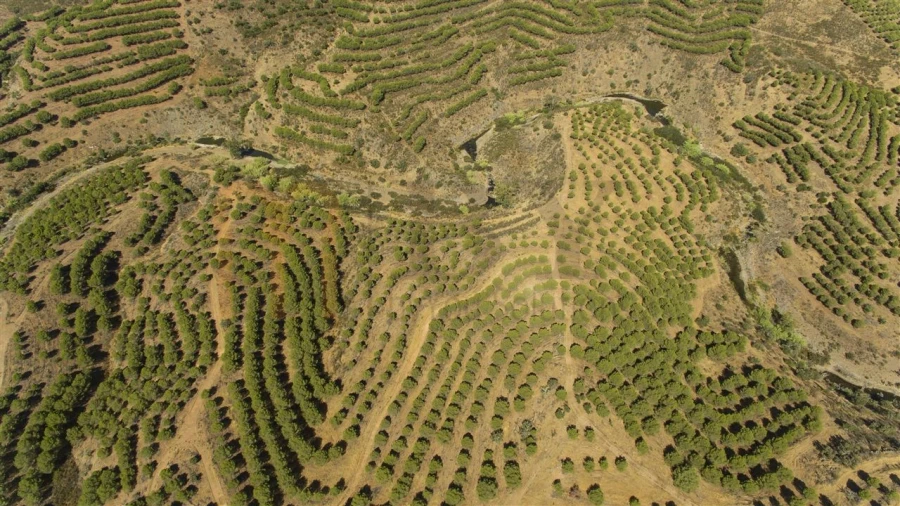 Terreno Agricola ou Rústico para Venda em Vaqueiros Foto 4
