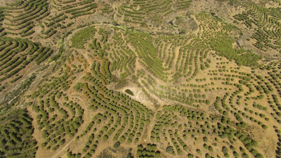 Terreno Agricola ou Rústico para Venda em Vaqueiros Foto 5