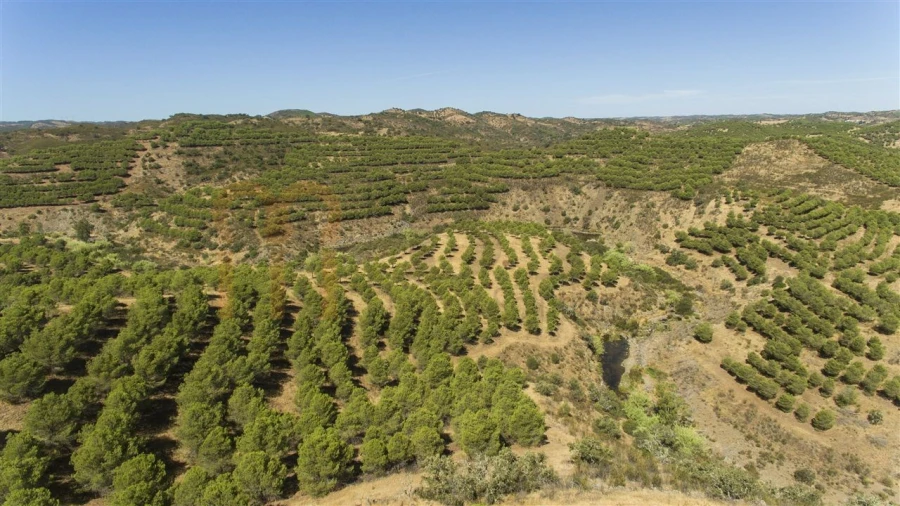 Terreno Agricola ou Rústico para Venda em Vaqueiros Foto 7