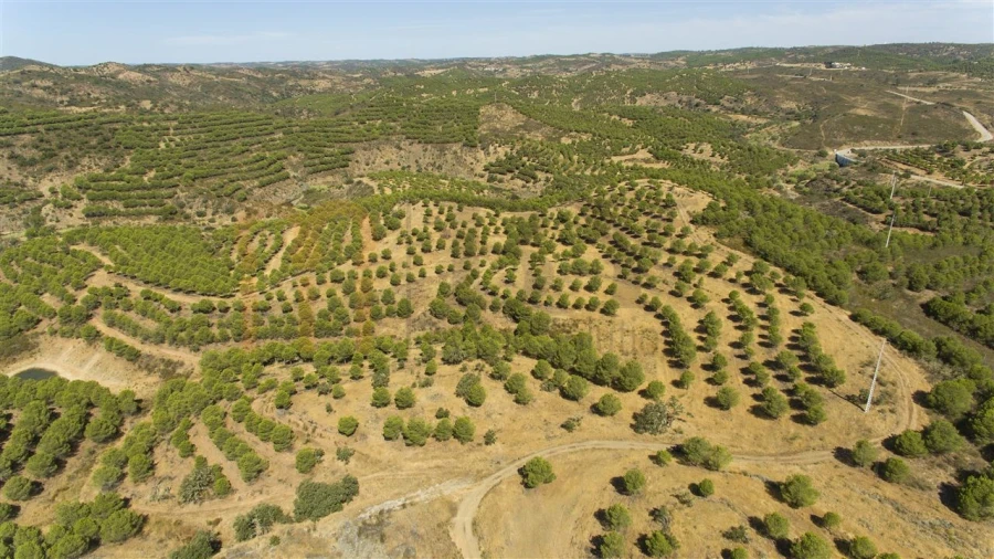 Terreno Agricola ou Rústico para Venda em Vaqueiros Foto 16