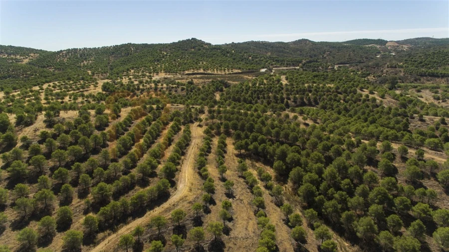 Terreno Agricola ou Rústico para Venda em Vaqueiros Foto 18