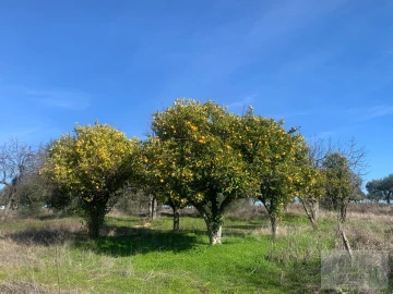 Quinta para Venda em Ladoeiro