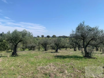 Quinta para Venda em Ladoeiro