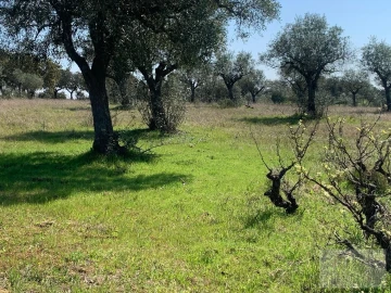 Quinta para Venda em Ladoeiro