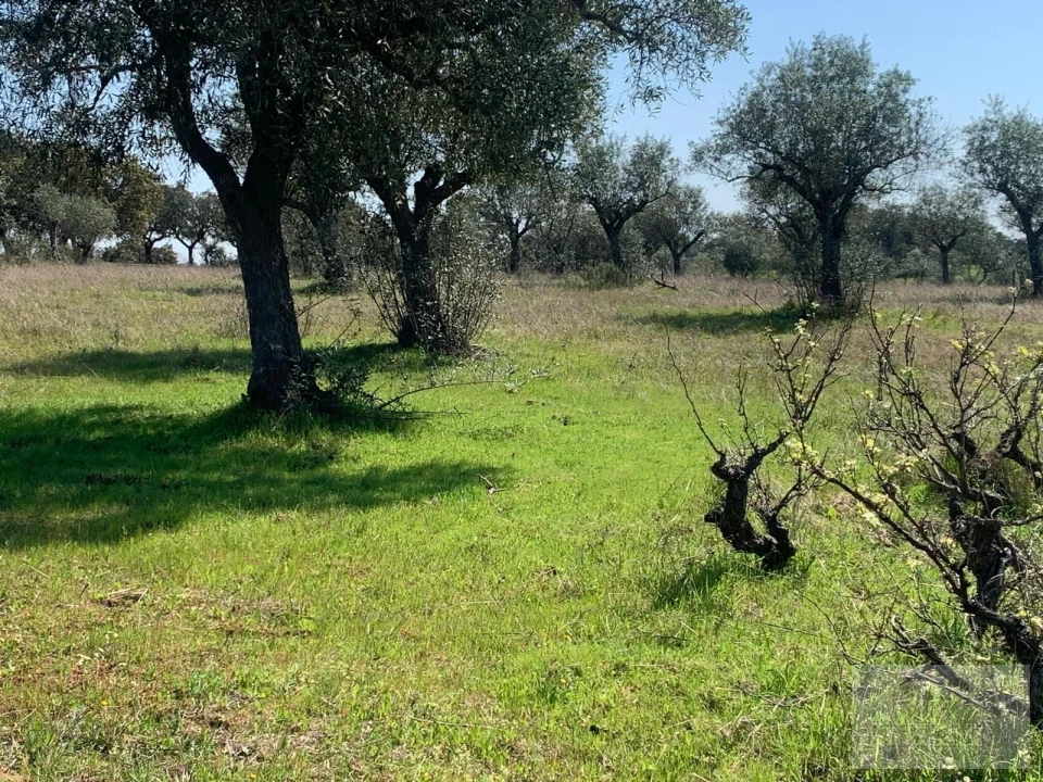 Quinta para Venda em Ladoeiro Foto 17