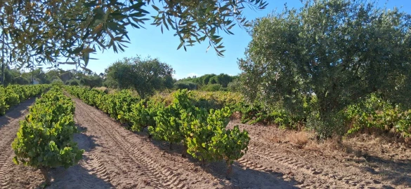 Terreno para Venda em Glória do Ribatejo e Granho