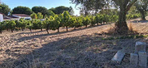 Terreno para Venda em Glória do Ribatejo e Granho