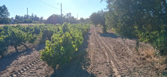 Terreno para Venda em Glória do Ribatejo e Granho