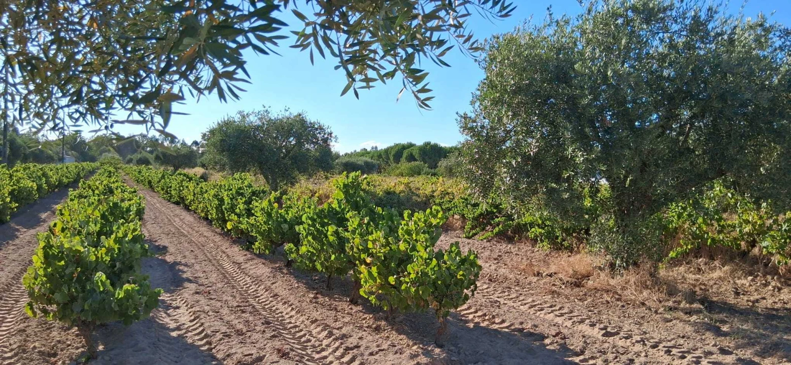 Terreno para Venda em Glória do Ribatejo e Granho Foto 7