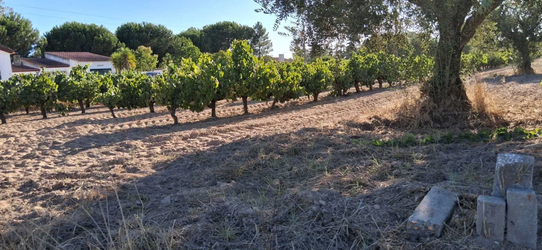 Terreno para Venda em Glória do Ribatejo e Granho Foto 8